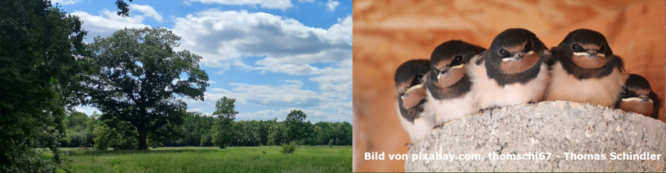 Kita Schwalbennest