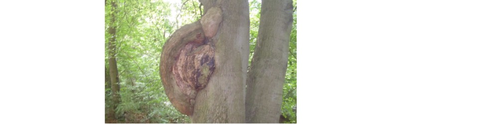Schildkrötenschutzprojekt