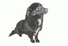 Tierfreunde Rheinland e.V
