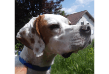 Tierfreunde Hochrhein e.V.